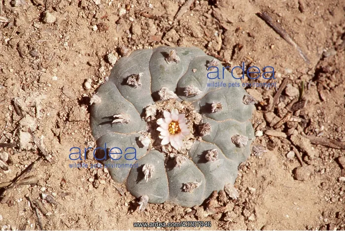 : CACTUS PEYOTE : CACTUS PEYOTE