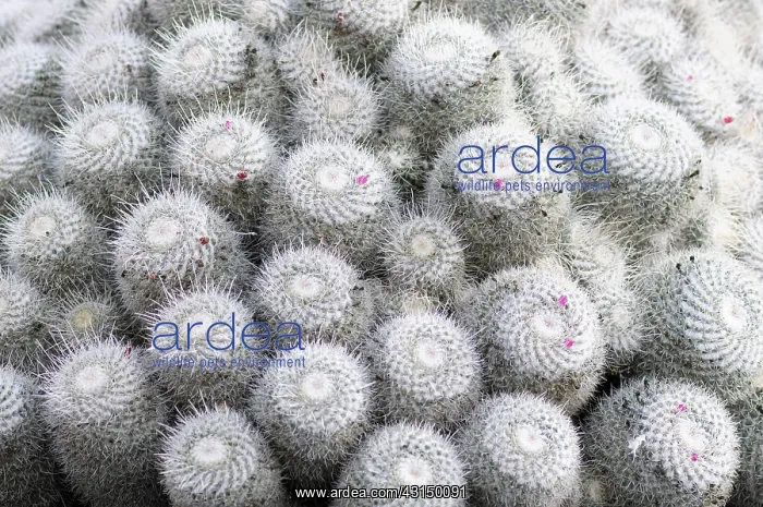 : Cactus, Pincushion cactus, Mammillaria, Mammillaria : Cactus, Pincushion cactus, Mammillaria, Mammillaria