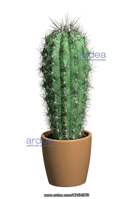 : Cactus in a pot, 3D illustration : Cactus in a pot, 3D illustration