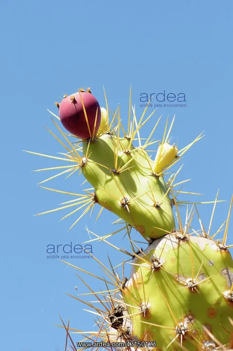 : Cactus, Prickly Pear Cactus, Opuntia cochenillifera, Detail : Cactus, Prickly Pear Cactus, Opuntia cochenillifera, Detail