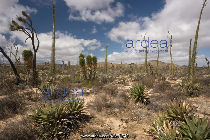 : The cactus-rich part of the Sonoran desert : The cactus-rich part of the Sonoran desert