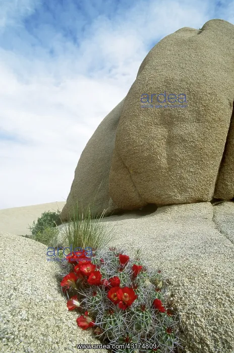 : Cactus and rock formations : Cactus and rock formations