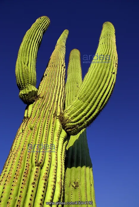 : Cactus, Saguaro cactus : Cactus, Saguaro cactus