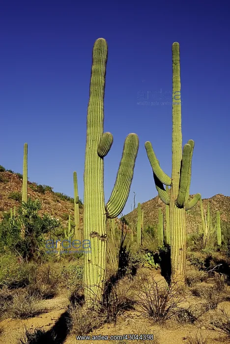 : Cactus, Saguaro cactus : Cactus, Saguaro cactus