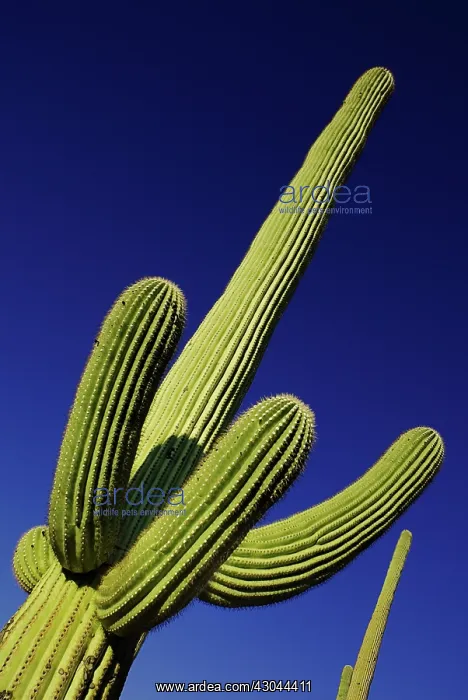 : Cactus, Saguaro cactus : Cactus, Saguaro cactus