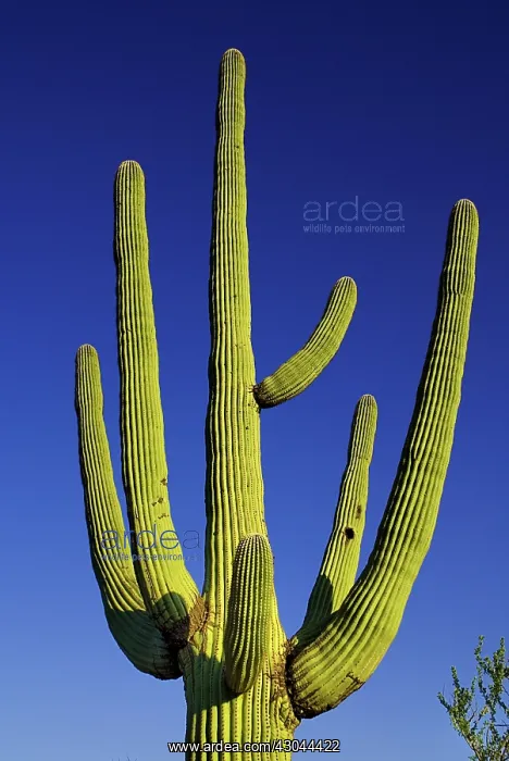 : Cactus, Saguaro cactus : Cactus, Saguaro cactus
