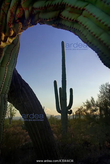 : Cactus, Saguaro cactus : Cactus, Saguaro cactus