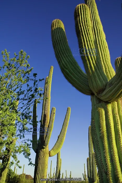: Cactus, Saguaro cactus : Cactus, Saguaro cactus