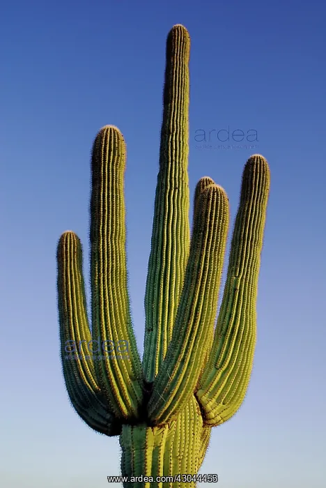  : Cactus, Saguaro cactus