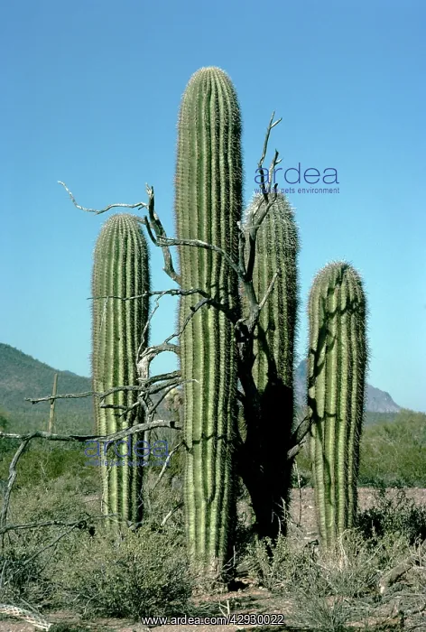 : Cactus - Saguaro around dead nurse tree : Cactus - Saguaro around dead nurse tree