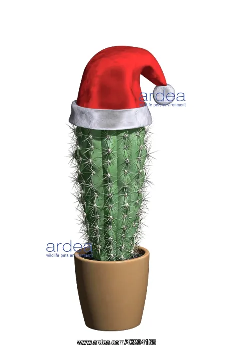 : Cactus with Santa Claus hat, 3D illustration : Cactus with Santa Claus hat, 3D illustration