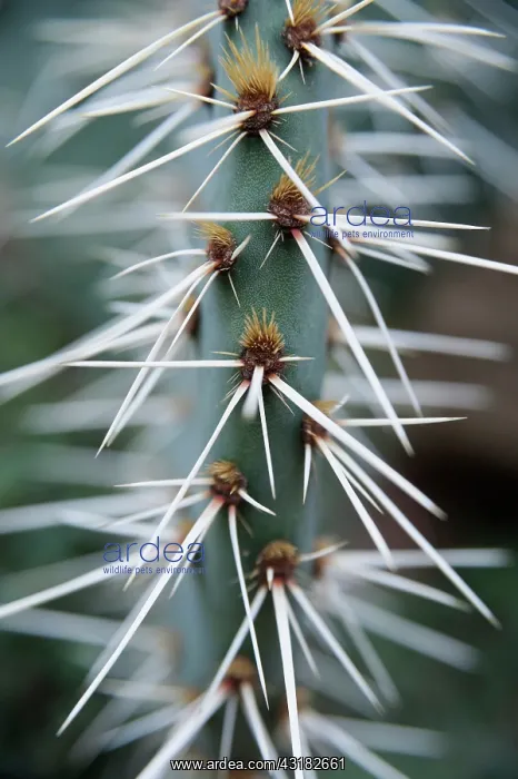  : Cactus, A spikey blue leaf showing groups of spines