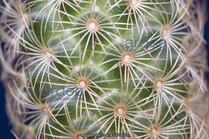  : Cactus spines