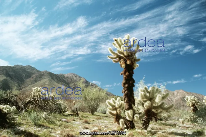 : Cactus - Teddy Bear Cholla : Cactus - Teddy Bear Cholla