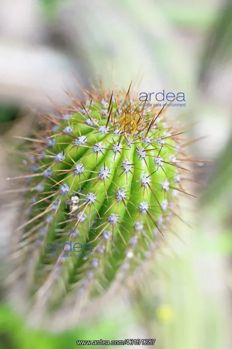: Cactus, Torch Cactus, Echinopsis spachiana, Close up detail : Cactus, Torch Cactus, Echinopsis spachiana, Close up detail