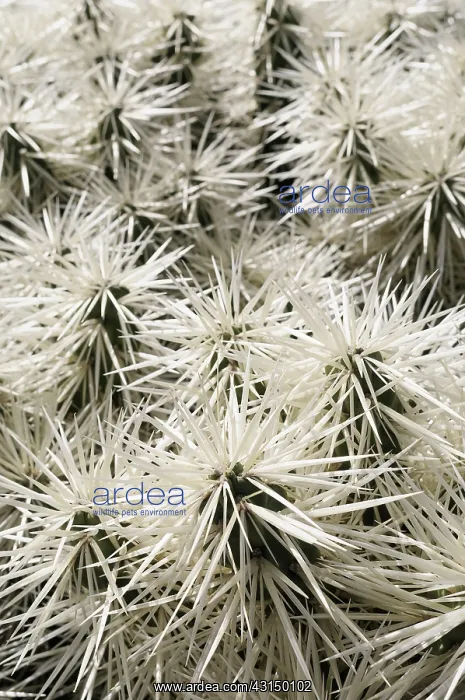  : Cactus, Tunicata Cactus, Opuntia tunicata, Detail showing pa