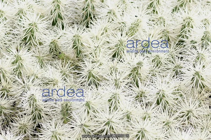 : Cactus, Tunicata Cactus, Opuntia tunicata, Detail showing pa