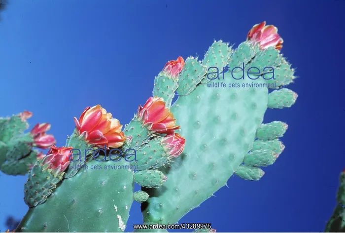 : Cactus - Velvety Tree Pear / Woollyjoint Prickly Pear : Cactus - Velvety Tree Pear / Woollyjoint Prickly Pear