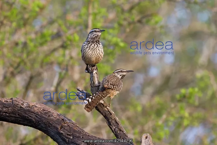 : Cactus Wren : Cactus Wren
