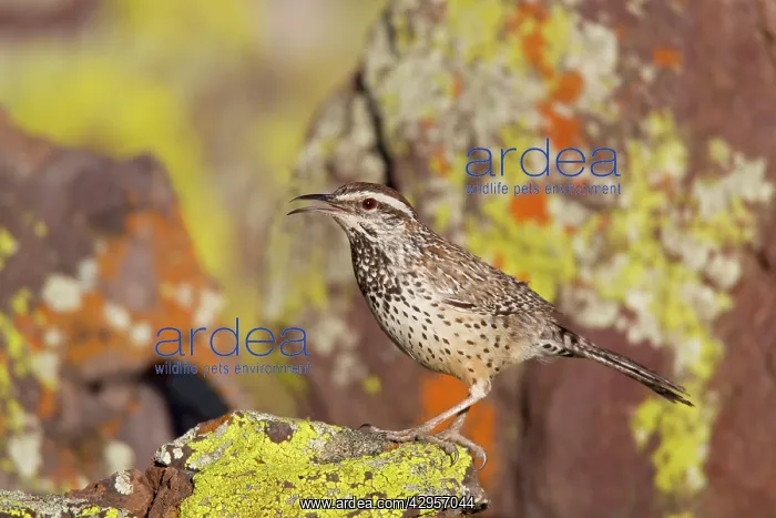 : Cactus Wren : Cactus Wren