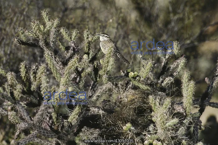 : Cactus Wren : Cactus Wren