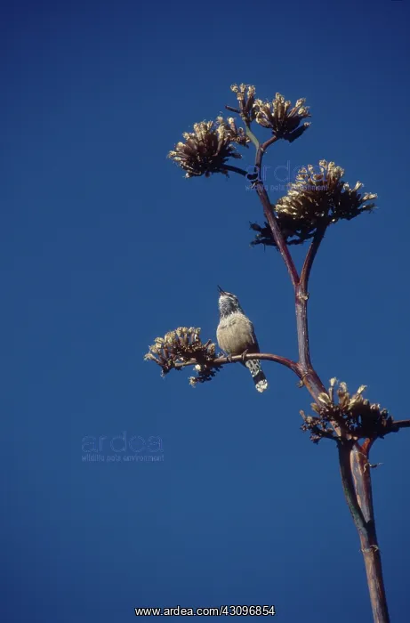  : Cactus Wren