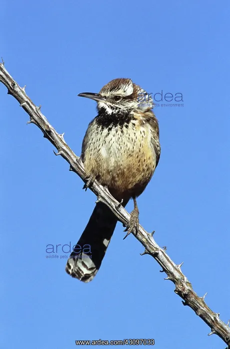 : Cactus Wren : Cactus Wren