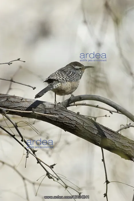 : Cactus Wren : Cactus Wren