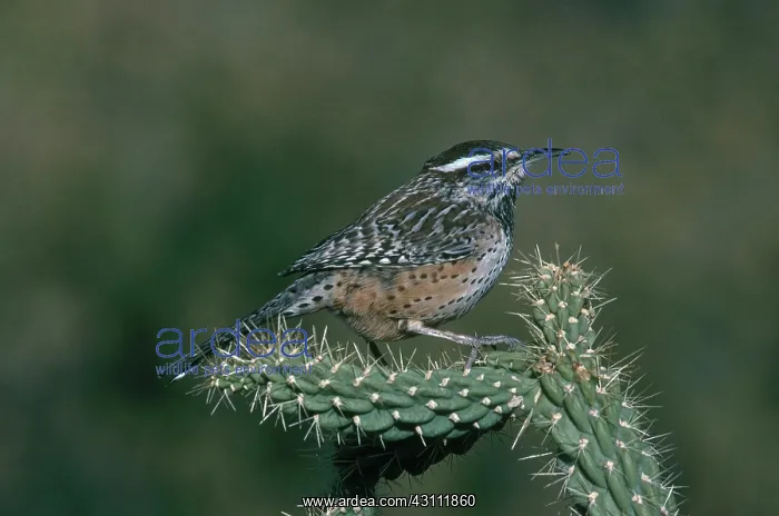  : Cactus Wren