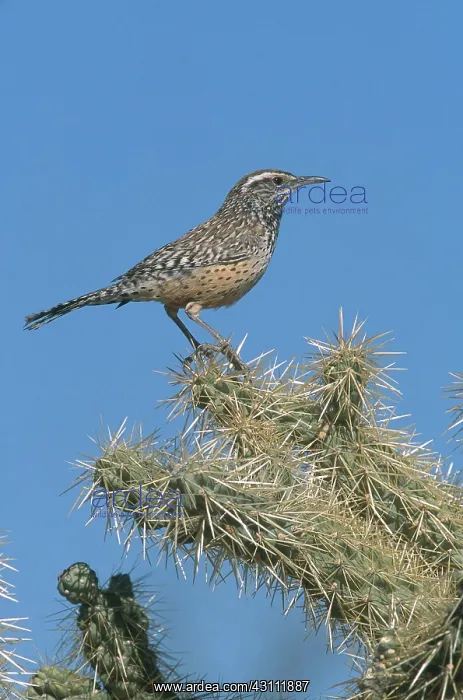 : Cactus Wren : Cactus Wren