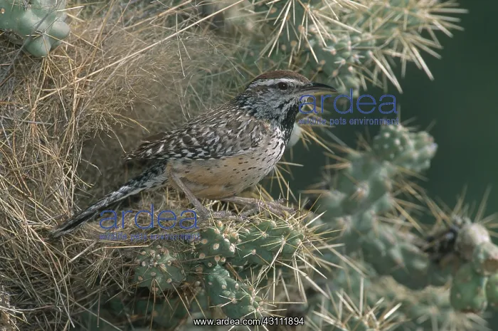 : Cactus Wren : Cactus Wren