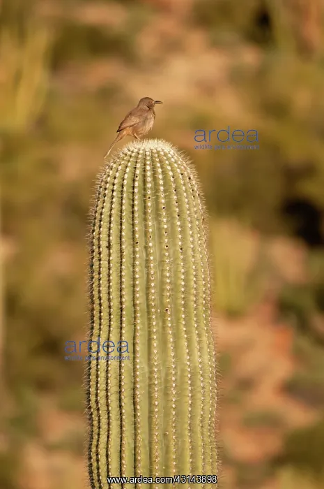 : Cactus Wren : Cactus Wren