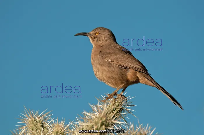 : Cactus Wren : Cactus Wren