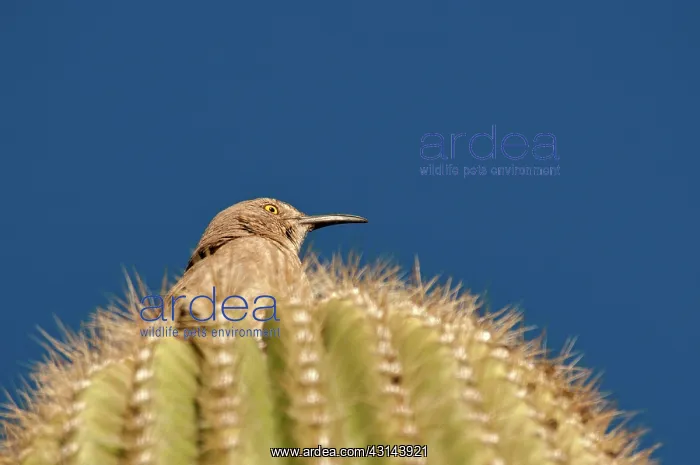 : Cactus Wren : Cactus Wren