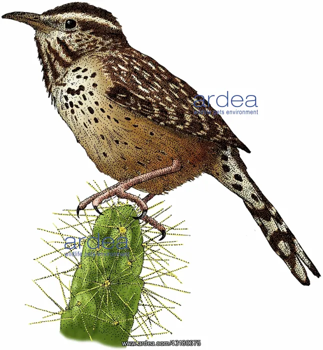: Cactus Wren : Cactus Wren