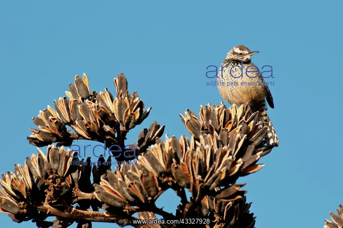 : Cactus Wren : Cactus Wren