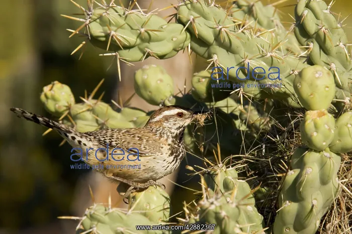 : Cactus Wren - Building a nest in a Chain Fruit : Cactus Wren - Building a nest in a Chain Fruit