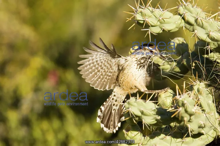  : Cactus Wren - Building a nest in a Chain Fruit