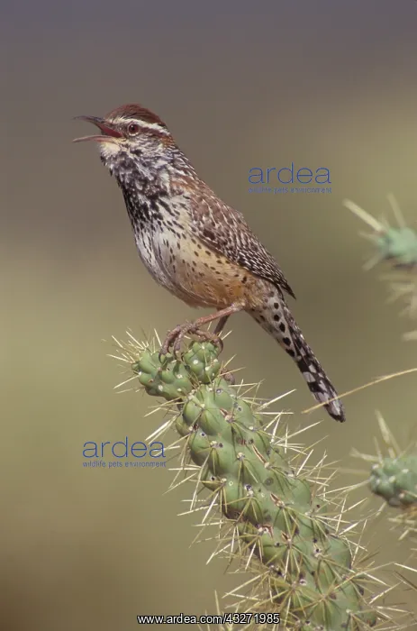  : Cactus Wren (Campylorhnchus brunneicapillus)-Arizona-In Chol