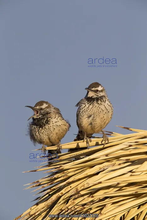 : CactUS Wren - CampylorhynchUS brunneicapillUS - : CactUS Wren - CampylorhynchUS brunneicapillUS -