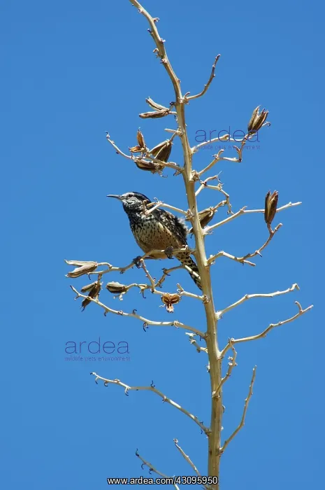 : Cactus Wren (Campylorhynchus brunneicapillus) : Cactus Wren (Campylorhynchus brunneicapillus)