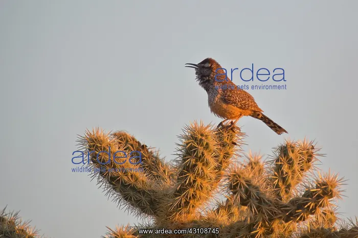 : Cactus Wren (Campylorhynchus brunneicapillus). McDowell : Cactus Wren (Campylorhynchus brunneicapillus). McDowell