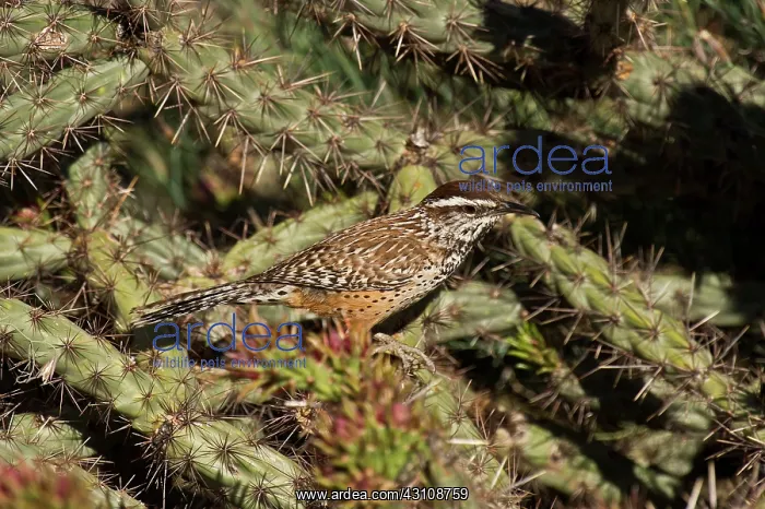  : Cactus Wren (Campylorhynchus brunneicapillus). McDowell