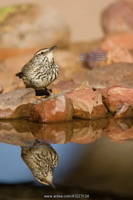  : Cactus Wren, Campylorhynchus brunneicapillus