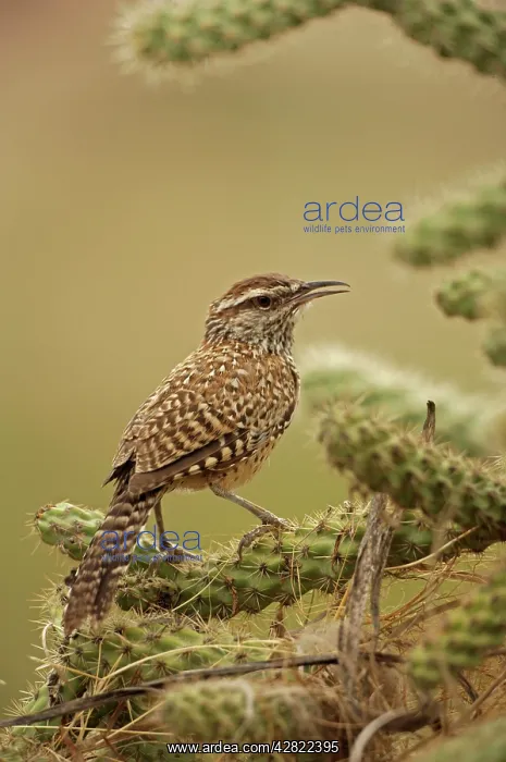 : Cactus Wren - in Cholla cactus (Opuntia spp.) It : Cactus Wren - in Cholla cactus (Opuntia spp.) It