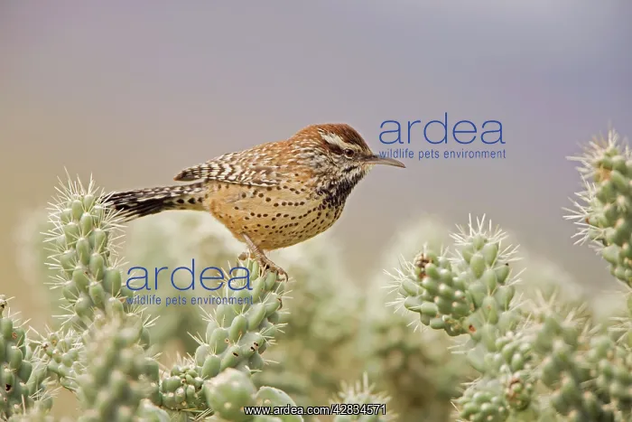: Cactus Wren - In Cholla cactus (Opuntia spp.) : Cactus Wren - In Cholla cactus (Opuntia spp.)