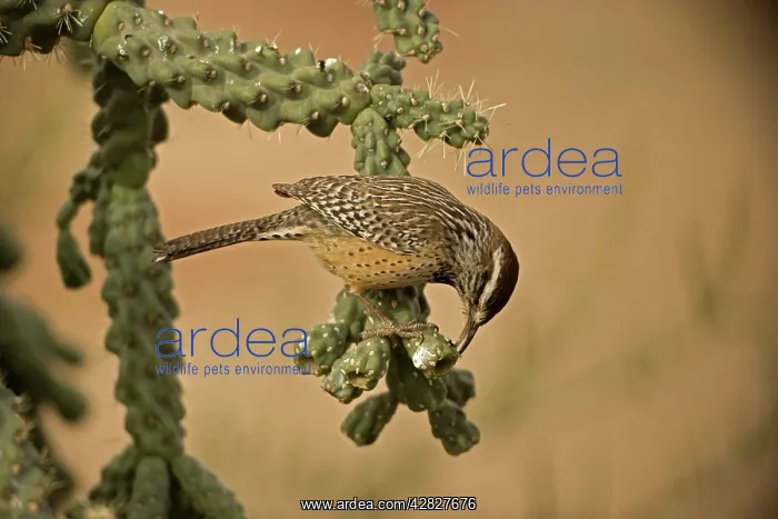 : Cactus Wren - In Cholla cactus (Opuntia spp.) -Often : Cactus Wren - In Cholla cactus (Opuntia spp.) -Often