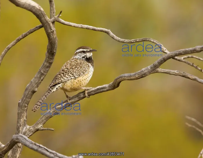 : Cactus Wren - in dead bush : Cactus Wren - in dead bush