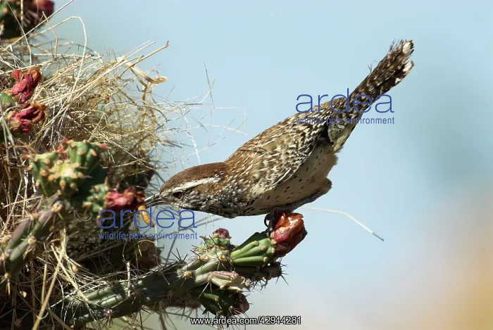 : Cactus Wren - about to enter nest with food : Cactus Wren - about to enter nest with food