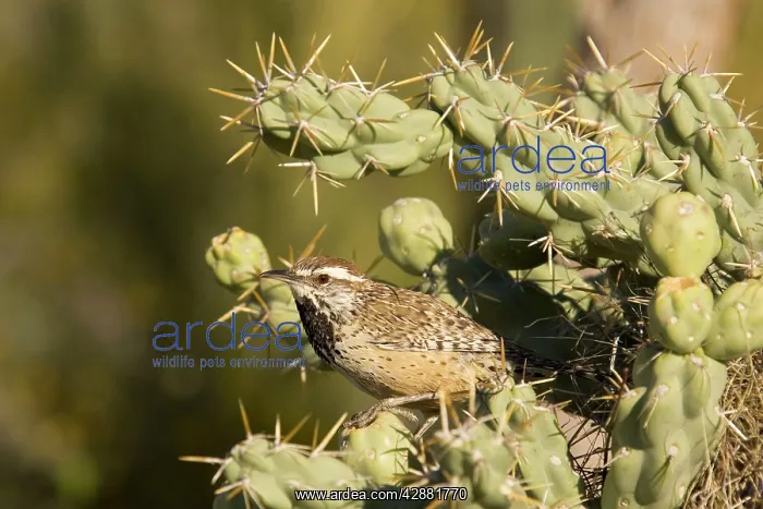 : Cactus Wren - At the entrance to its nest which : Cactus Wren - At the entrance to its nest which